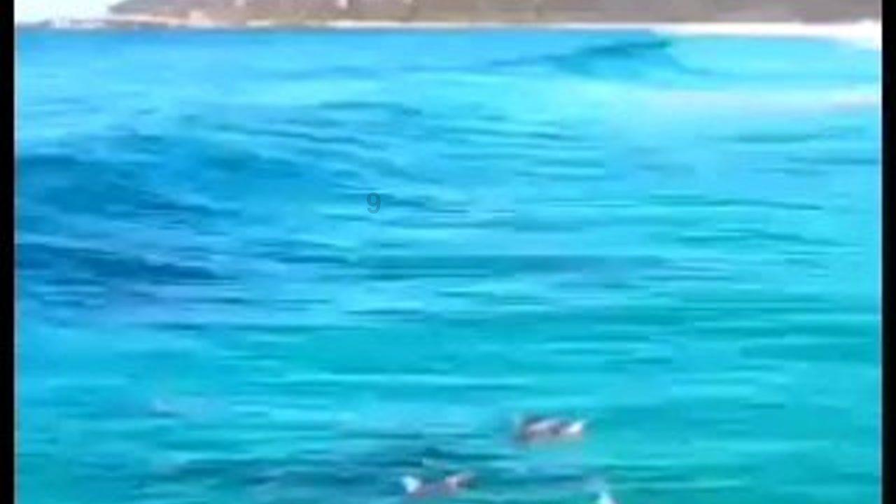 小猫钓鱼正版下载中文版